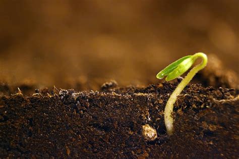 Planta En Crecimiento Brote Verde Que Crece A Partir De Semillas Foto