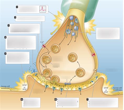 Steps In Transmission In A Chemical Synapse Diagram Quizlet