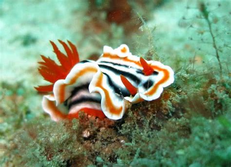 Top 10 Most Incredibly Colorful Ocean Creatures - The Mysterious World