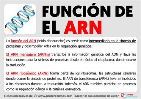 Función del ARN