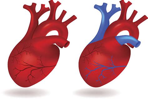 Royalty Free Heart Bypass Surgery Clip Art Vector Images And Illustrations Istock