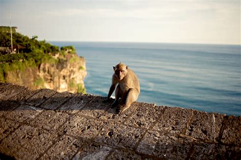 Uluwatu Monkey Forest In Bali Discover The ‘monkey Kingdom At