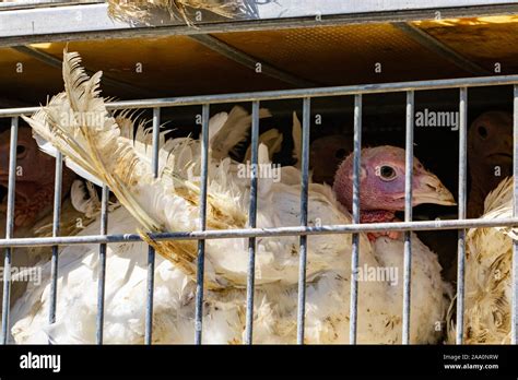 Chicken Poultry Truck Hi Res Stock Photography And Images Alamy