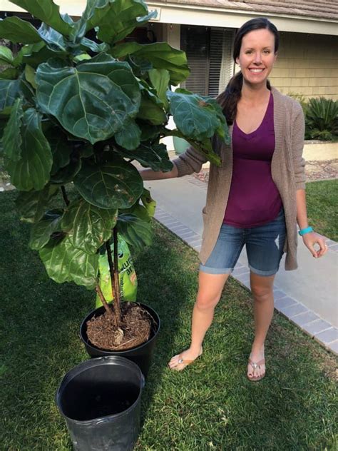 How To Repot A Fiddle Leaf Fig Tree And Add A Decorative Container