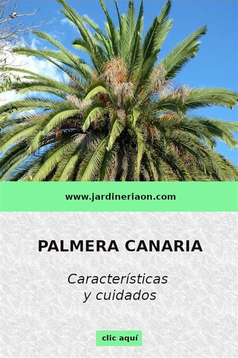 Palmera canaria características y cuidados en 2020 Tipos de palmeras