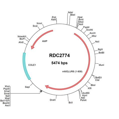 Mouse CD52 NP 038734 1 VersaClone CDNA RDC3690 R D Systems