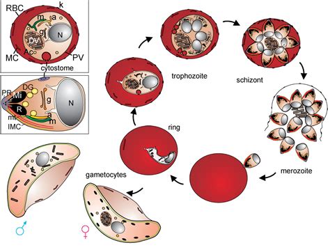 Plasmodium Falciparum Cell Structure