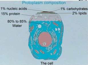 Chapter Overview Of Cell Biology Flashcards Quizlet