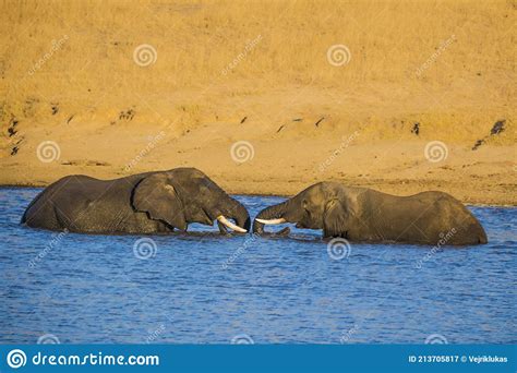 African Elephant Bulls Loxodonta Africana In Water In South Africa S