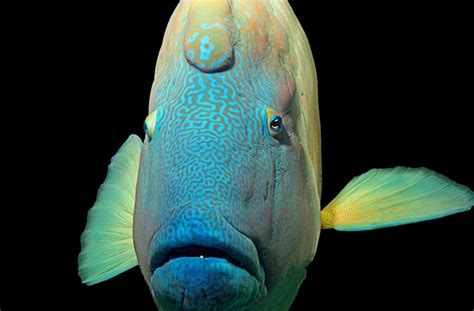 Meet the Incredibly Odd Humphead Wrasse – 30A