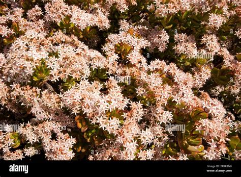jade plant flowers  res stock photography  images alamy