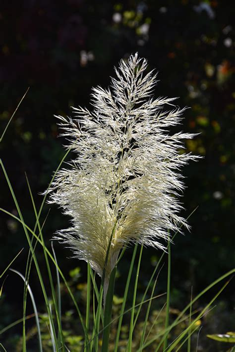 Pumila Dwarf Pampas Grass Cortaderia Selloana Pumila In Reno Sparks Lake Tahoe Carson City