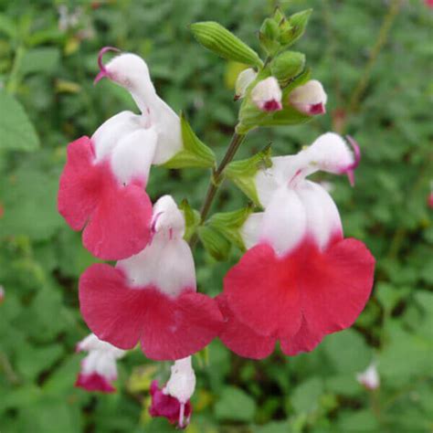 Salvia Microphylla Hot Lips White House Nursery