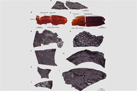 The Oldest Fossilized Skin Ever Found Predates the Dinosaurs | SYFY WIRE