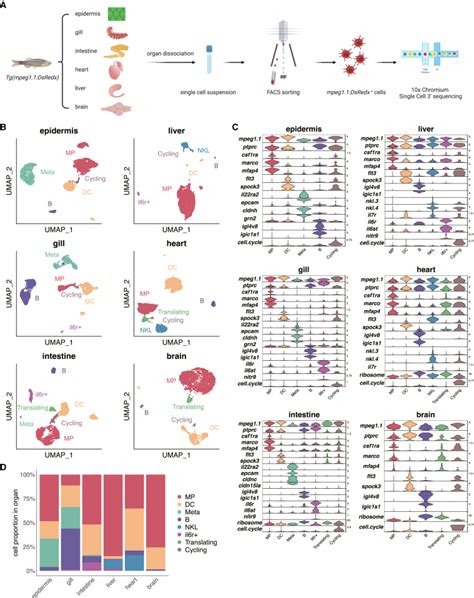 Cross Organ Single Cell Transcriptome Profiling Reveals Macrophage And