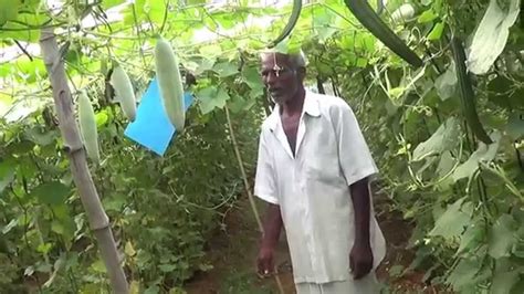 Natural Pest Control Methods இயற்கை பூச்சி கட்டுப்பாட்டு முறைகள் Youtube