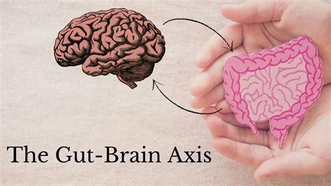 The Gut-Brain Axis - KetoNutrition