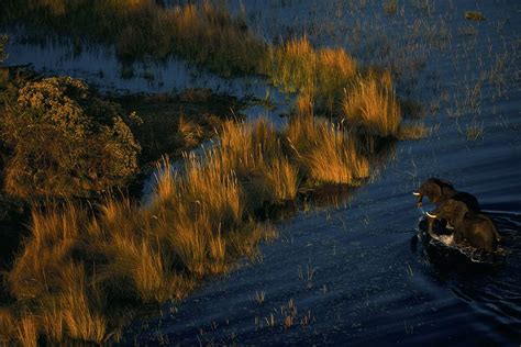 Elephants In The Okavango Delta Botswana