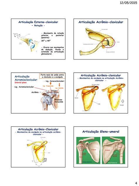 Apostila Cinesiologia Do Ombro Pdf