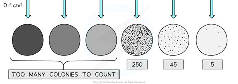 Measuring The Growth Of Microorganisms Edexcel International A Level