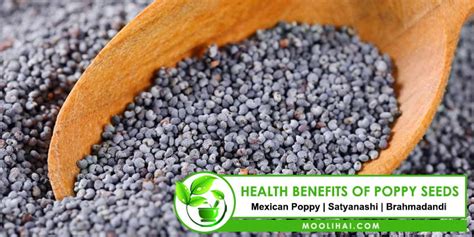 Medicinal Properties And Health Benefits Of Mexican Poppy Seeds ...