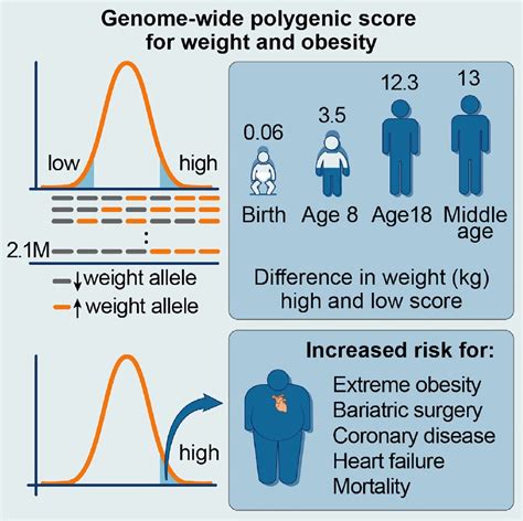 Researchers use genetic profiles to predict obesity risk at birth