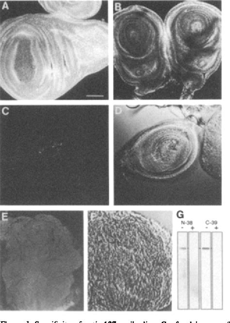 Figure 1 From The Drosophila Lethal 2 Giant Larvae Tumor Suppressor