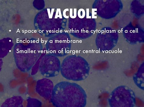 Central Vacuole Is