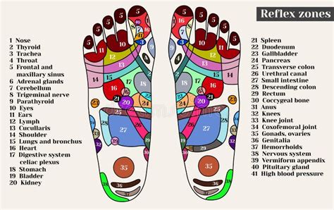 Acupuncture Points On The Feet The Reflex Zones On The Feet Stock