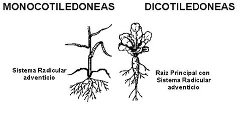 Cuadros Comparativos Entre Monocotiledoneas Y Dicotiledoneas Cuadro Comparativo