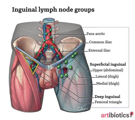 Lymph Nodes In The Groin Region