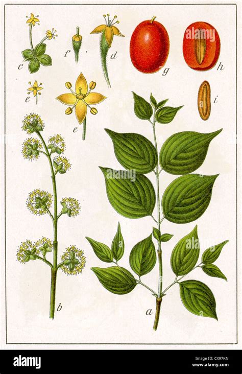 cornus mas  names  res stock photography  images alamy