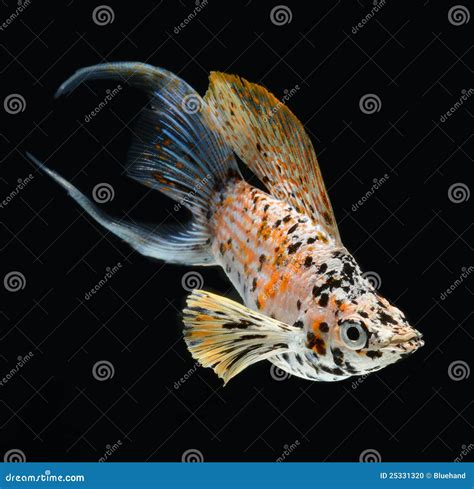 Molly Fish Crescent Tailed Isolated On Black Backg Stock Photo Image