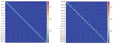 The HiFi Difference Haplotype Phasing In Genome Assembly PacBio