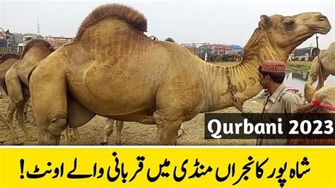 Qurbani Wala Mall 2023 Camel Mandi Lahore Shahpur Kanjra Bakra