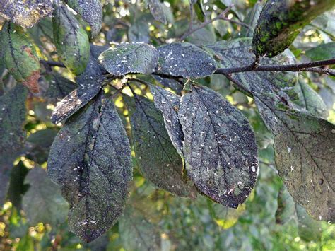 ¿qué Es La Negrilla Y Cómo Evitar Que Infecte Tus Plantas