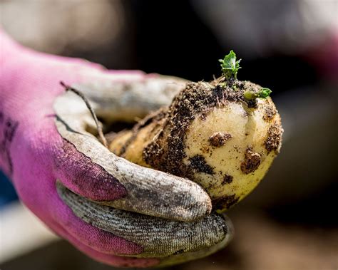 When To Plant Potatoes For A Bumper Crop Homes Gardens