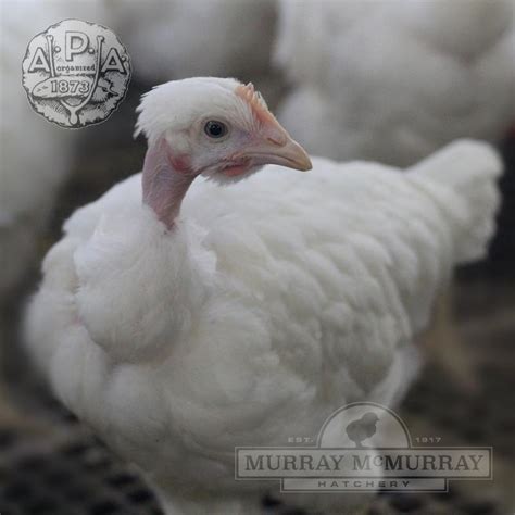 Murray McMurray Hatchery White Naked Neck Turken