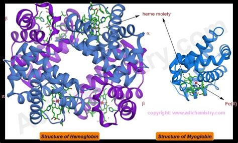 Hemoglobin Myoglobin Biochemistry Quiz Diagram Quizlet