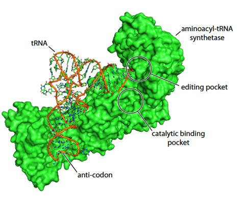 Trna Binding Sites