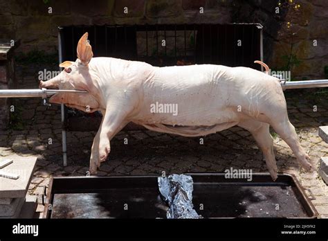 Maialino Da Latte Alla Griglia Immagini E Fotografie Stock Ad Alta