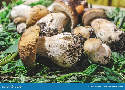 Hongo Boletus Sobre Fondo De Hierba Pradera Cerrar Hongos Crudos