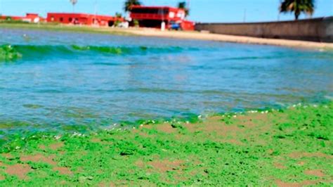 Cianobacterias Alerta Roja Y Naranja En Varias Lagunas De La Provincia