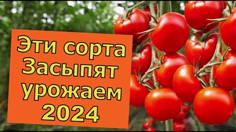 Сейчас они дешевые, успей купить эти Томаты. Самые Урожайные сорта ...