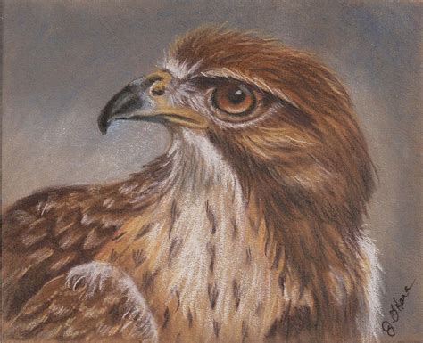 Hawk In Colored Pencil Etsy Colored Pencils Color Painting