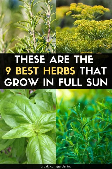 These Are The 9 Best Herbs That Grow In Full Sun Best Herbs To Grow