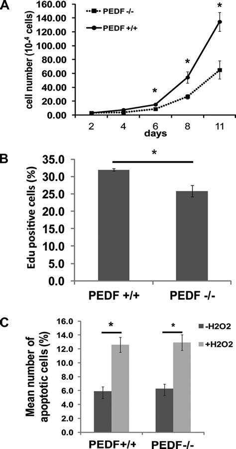 The Effect Of PEDF Deficiency On Proliferation And Apoptosis Of Lung