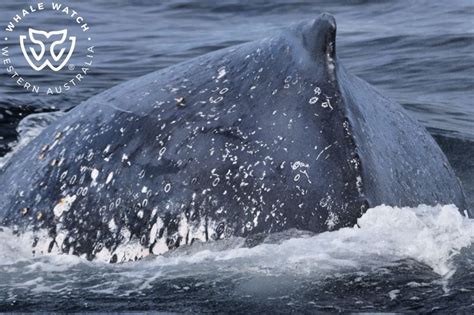 Migrating Humpbacks Whale Watch Western Australia