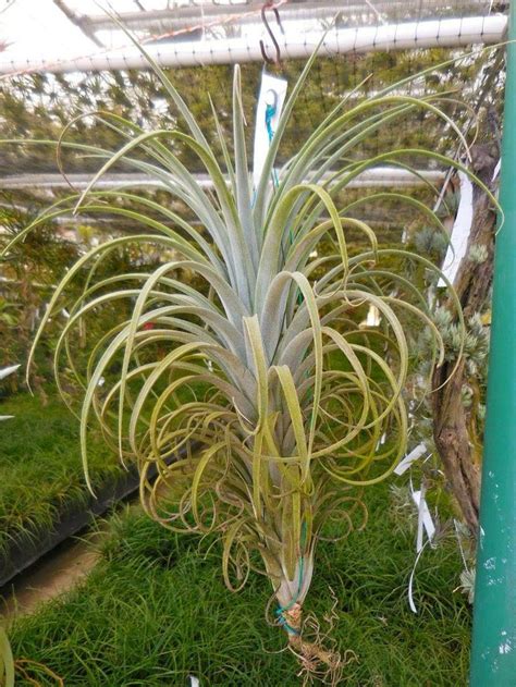 Tillandsia Buck Compton