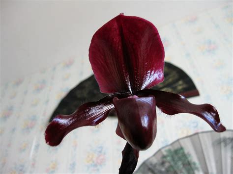 Paph Raisin Jack X Gloriosum X Maudiae F Vinicolor X Cha Flickr